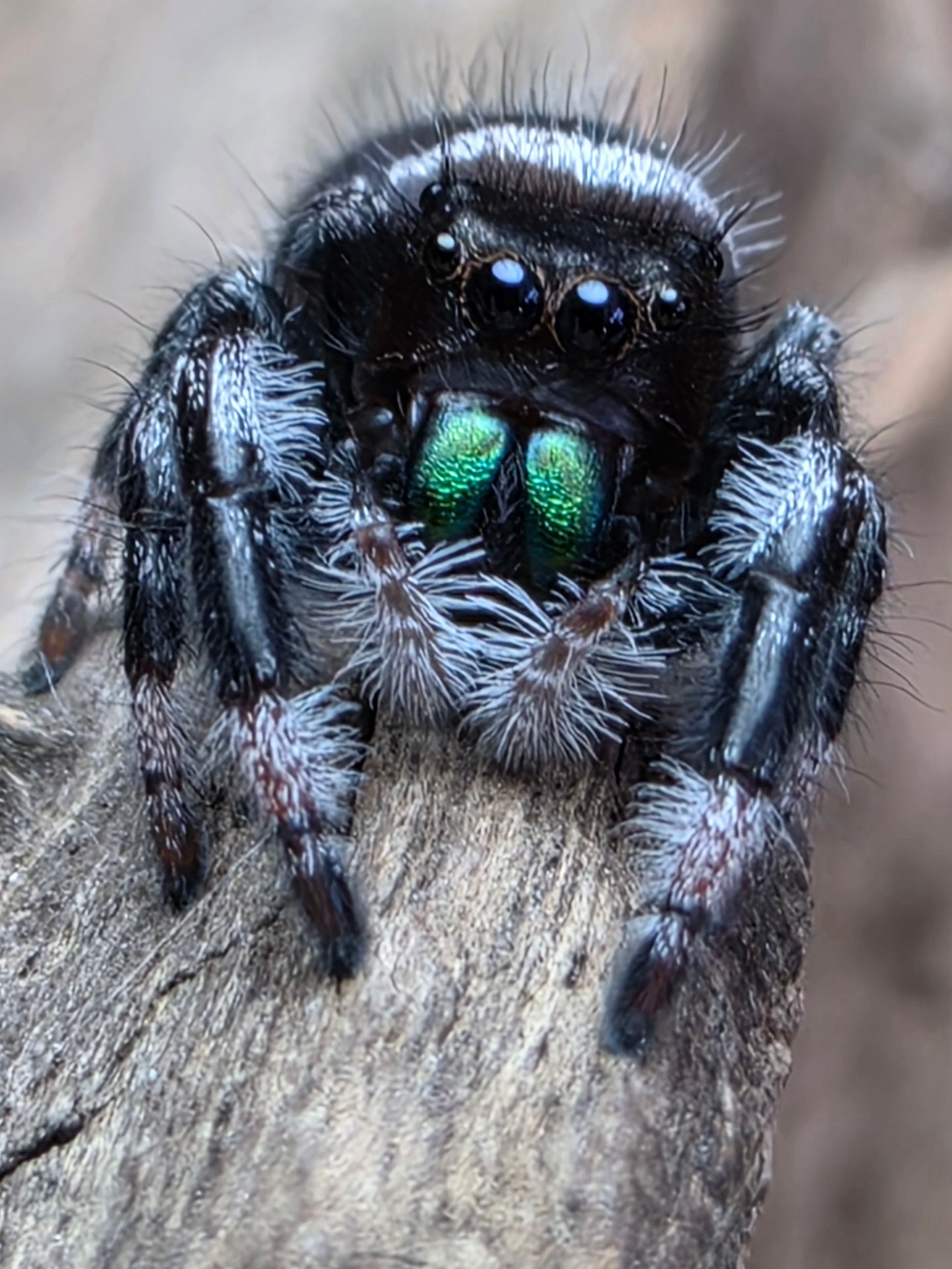 Nugget | I7 Juvenile Male | Small But Mighty