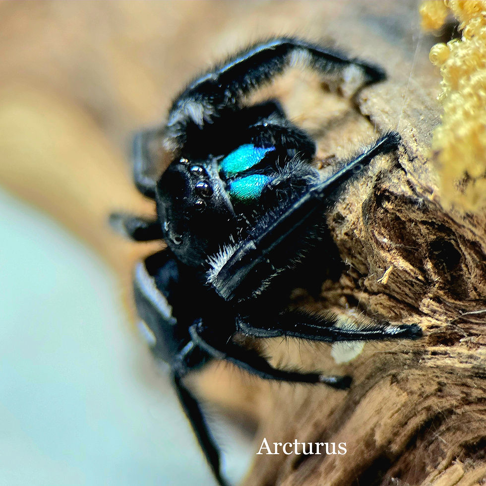 Thumbnail: Seraphina (Phidippus regius) | Color Phase: Cayenne Burst