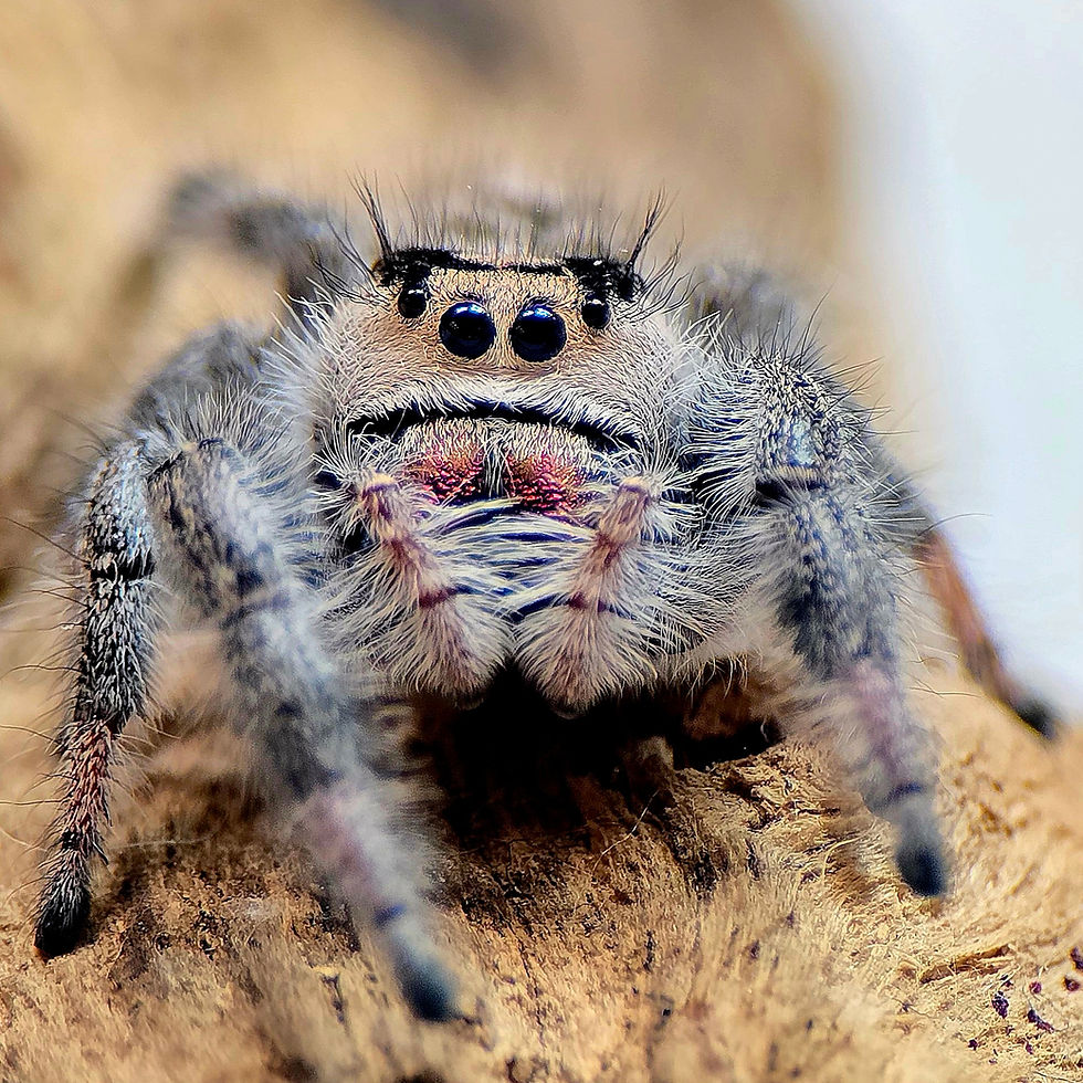 Thumbnail: Sienne (Phidippus regius) | Color Phase: Desert Bloom