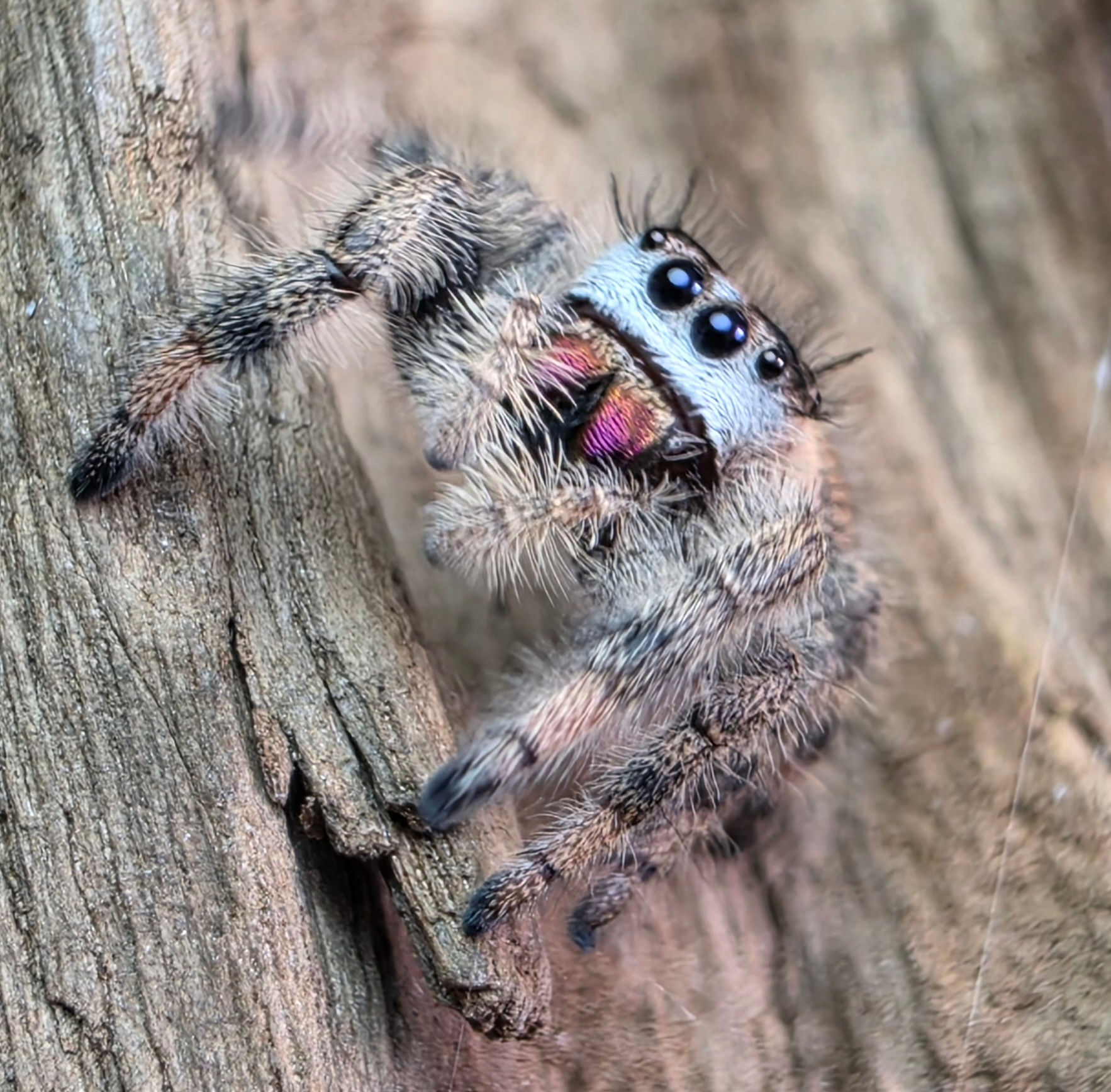 Lotus | i8 Female | The Bloom That Chose her Moment