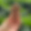 Miniatura: Holding Cross