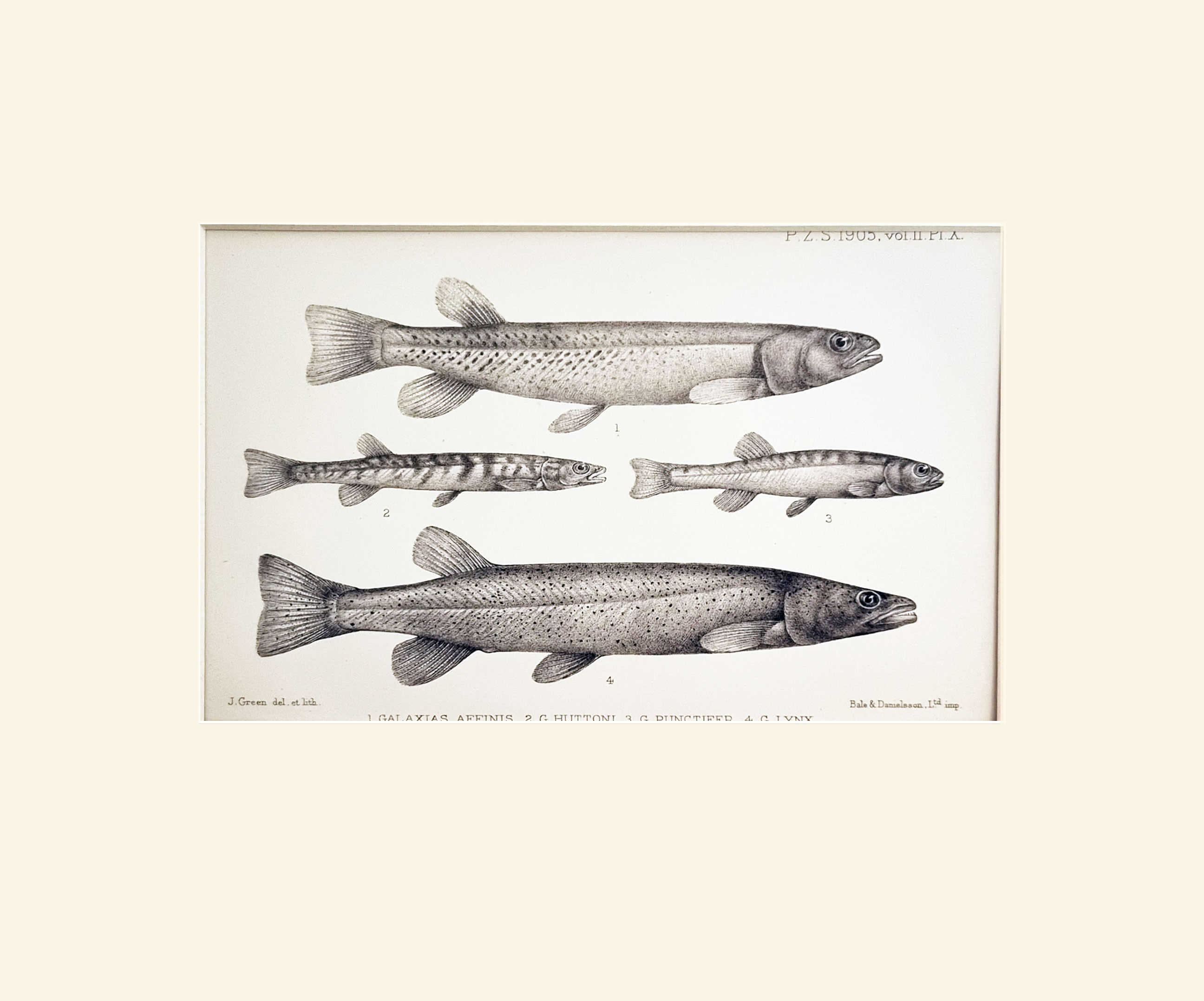 Antique litho of rare fish