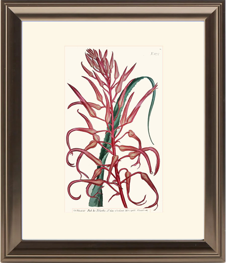 Thumbnail: Tall Drimia: Antique hand-coloured botanical copper engraving