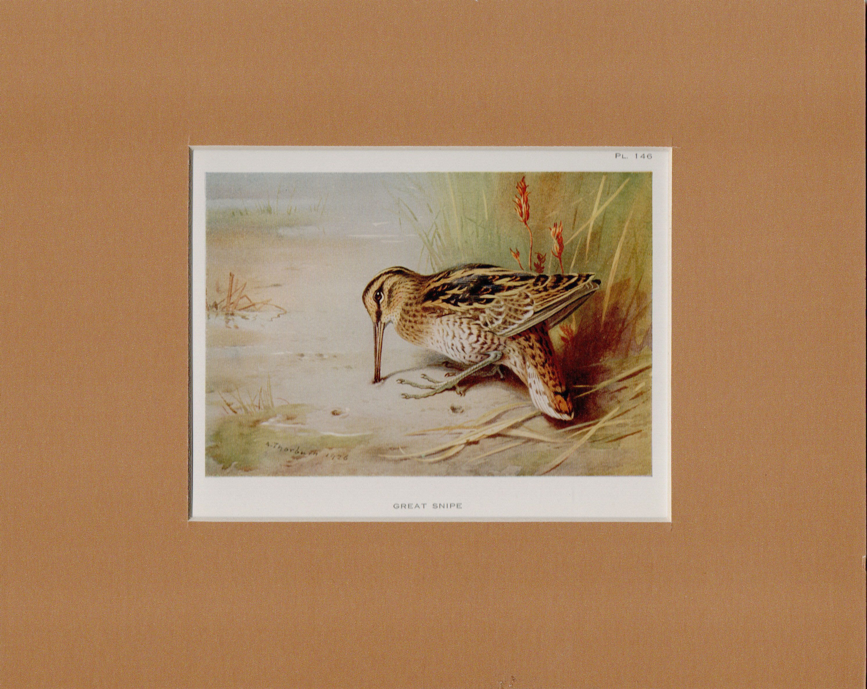 Sanderling and others, Archibald Thorburn bird print