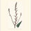 Thumbnail: Pearl-leaved Aloe: Antique hand-coloured botanical copper engraving