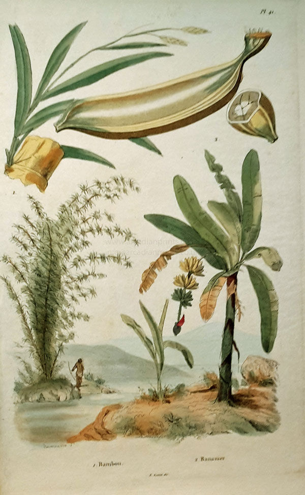 Thumbnail: Natural history engraving from Dictionnaire Pittoresque