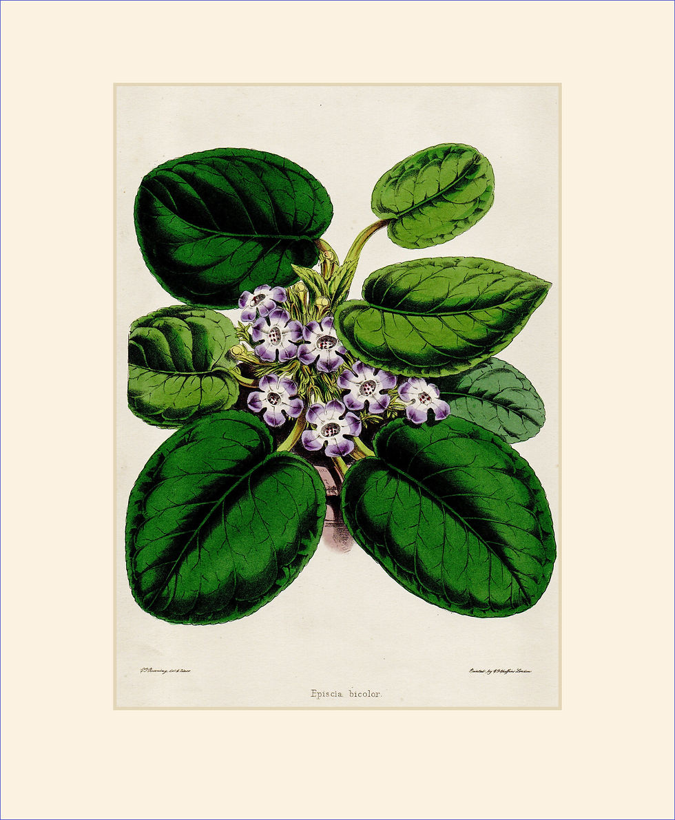 Thumbnail: Episcia bicolor