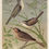 Thumbnail: Black-Cap, White-throat and Nightingale