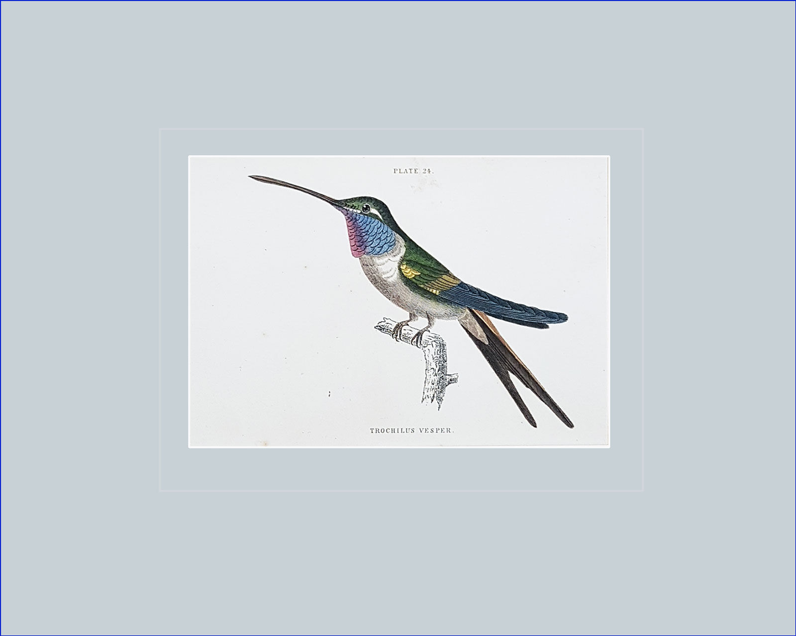 Trochilus Vesper, Antique hand coloured humming bird