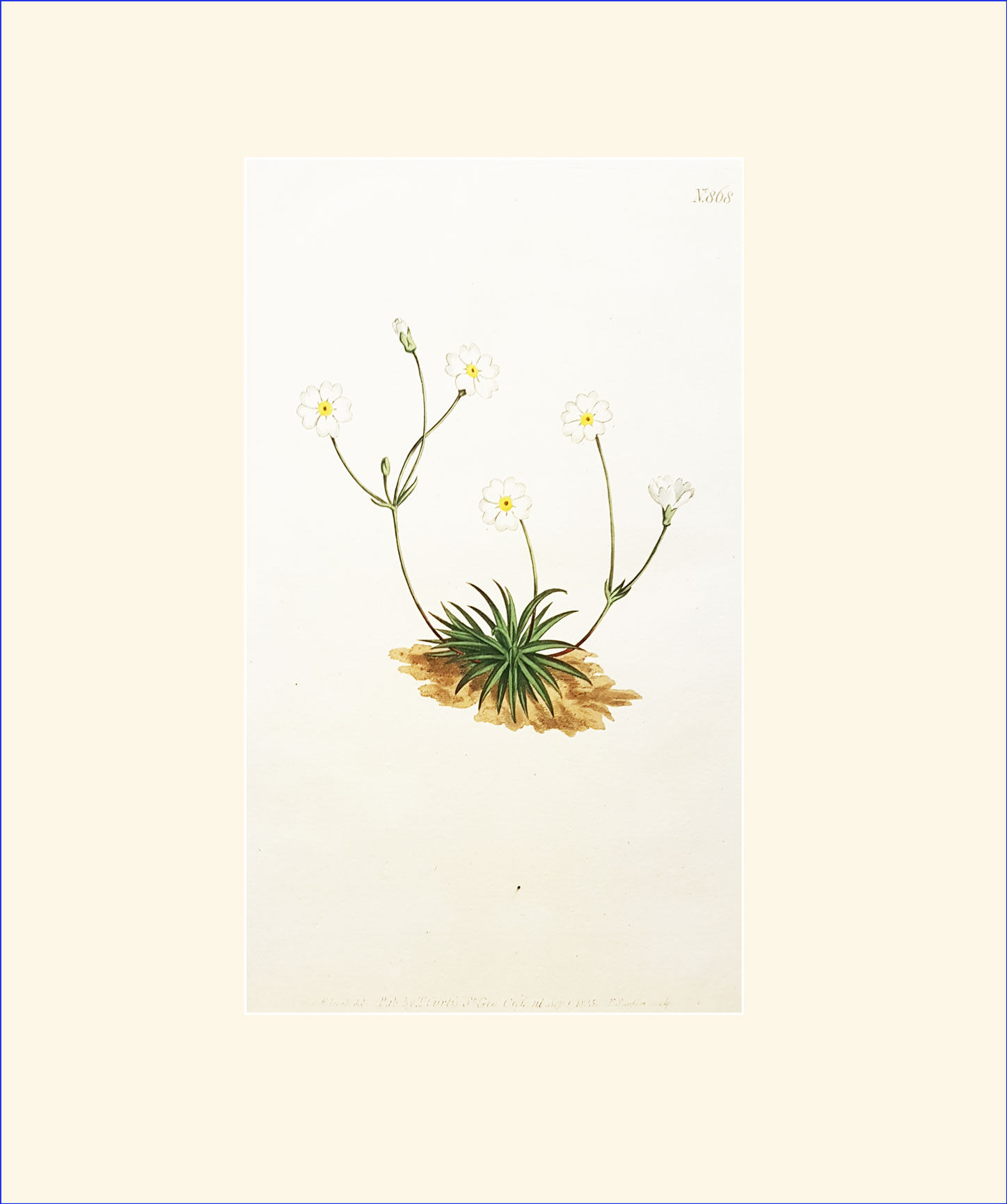 Grass-leaved Androsace: Antique hand-coloured botanical copper engrav