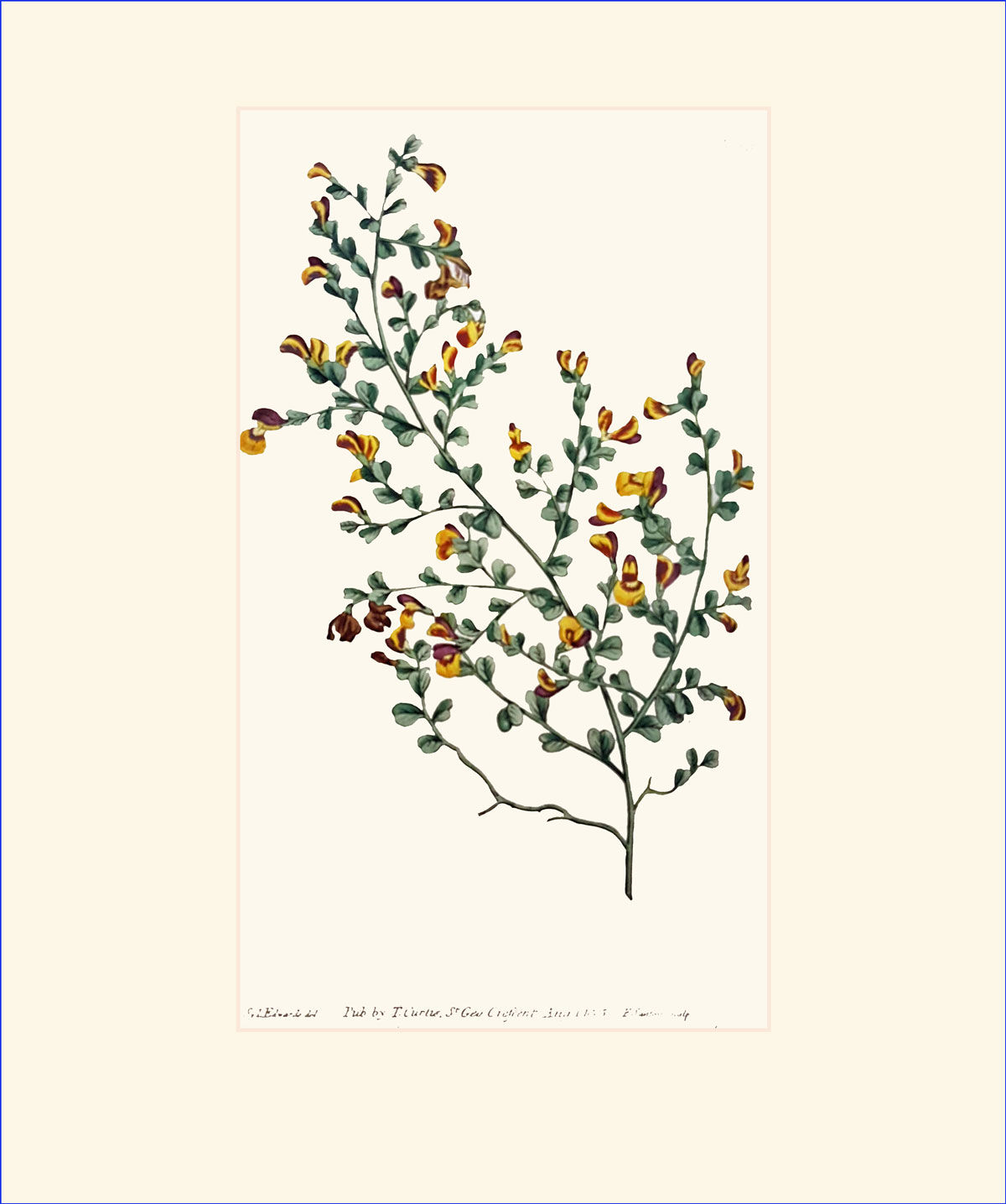 Small-leaved Flat-Pea: Antique hand-coloured botanical copper engraving