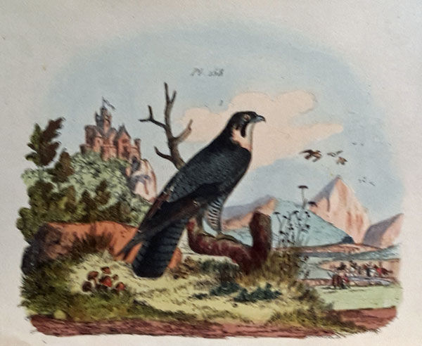 Thumbnail: Natural history engraving from Dictionnaire Pittoresque