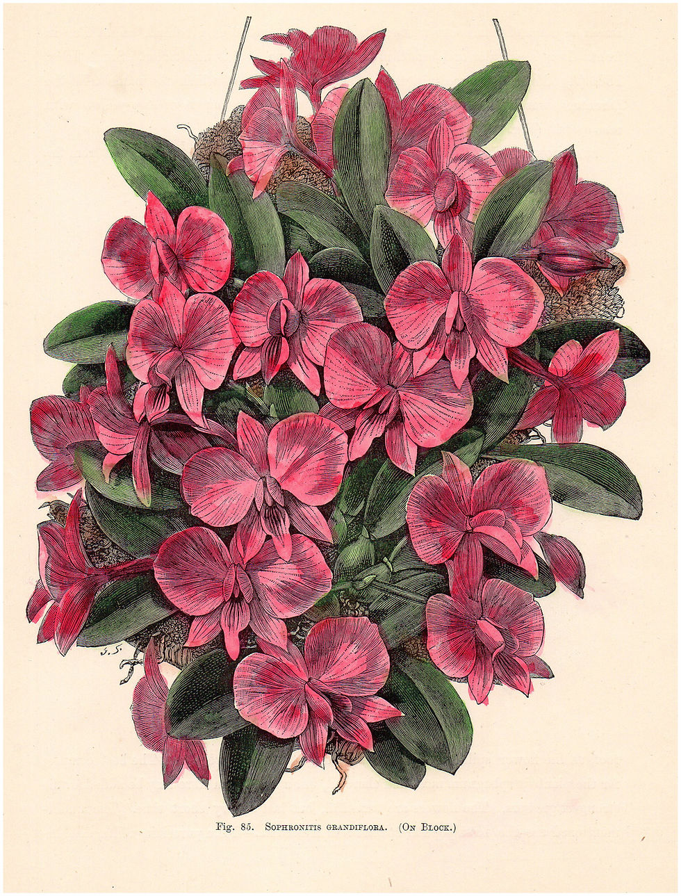 Thumbnail: Camellia - Sophronitis Grandiflora