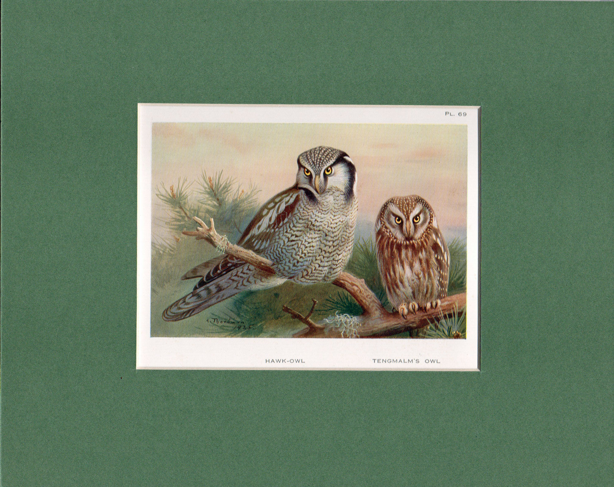 Hawk-Owl, Archibald Thorburn bird print