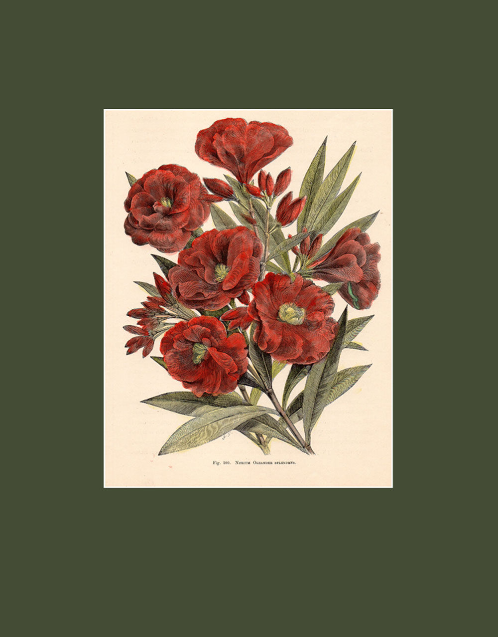 Camellia, Nerium Oleander Splendens