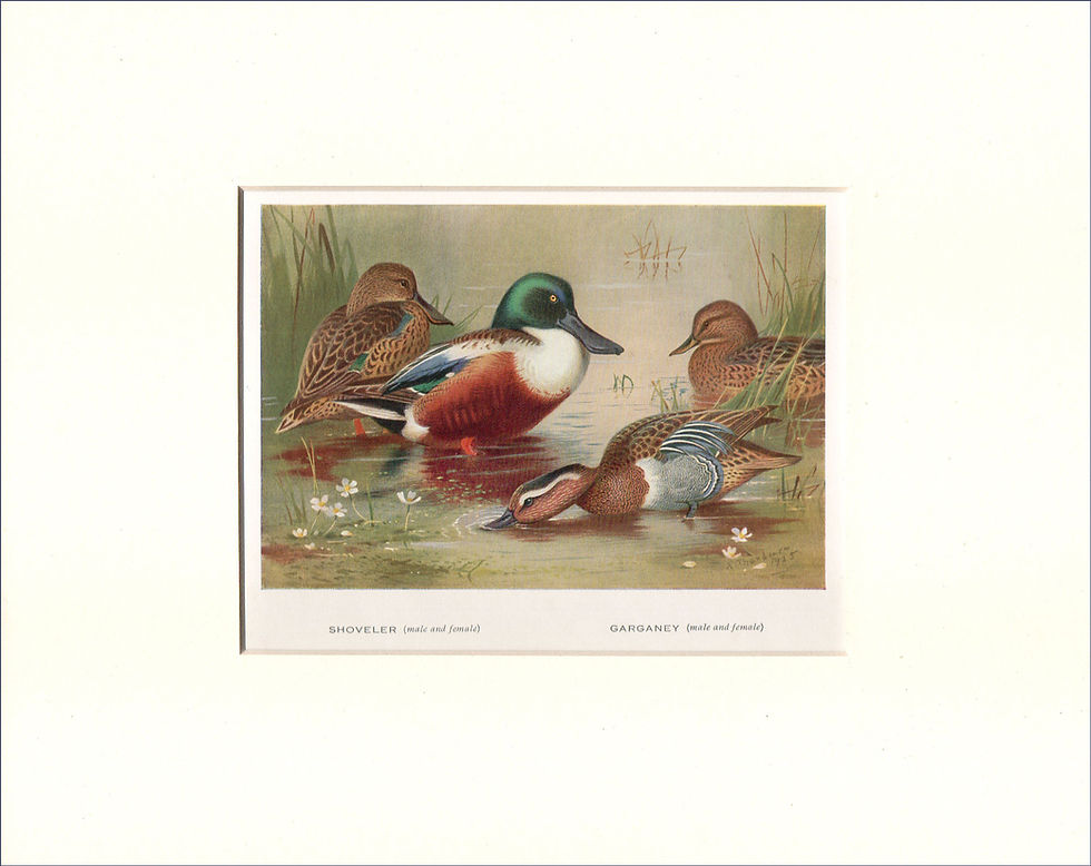 Shoveler, Garganey, Archibald Thorburn bird print