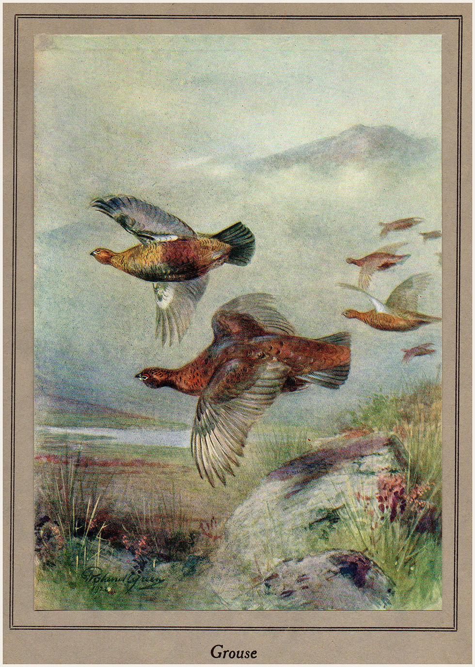Thumbnail: Grouse