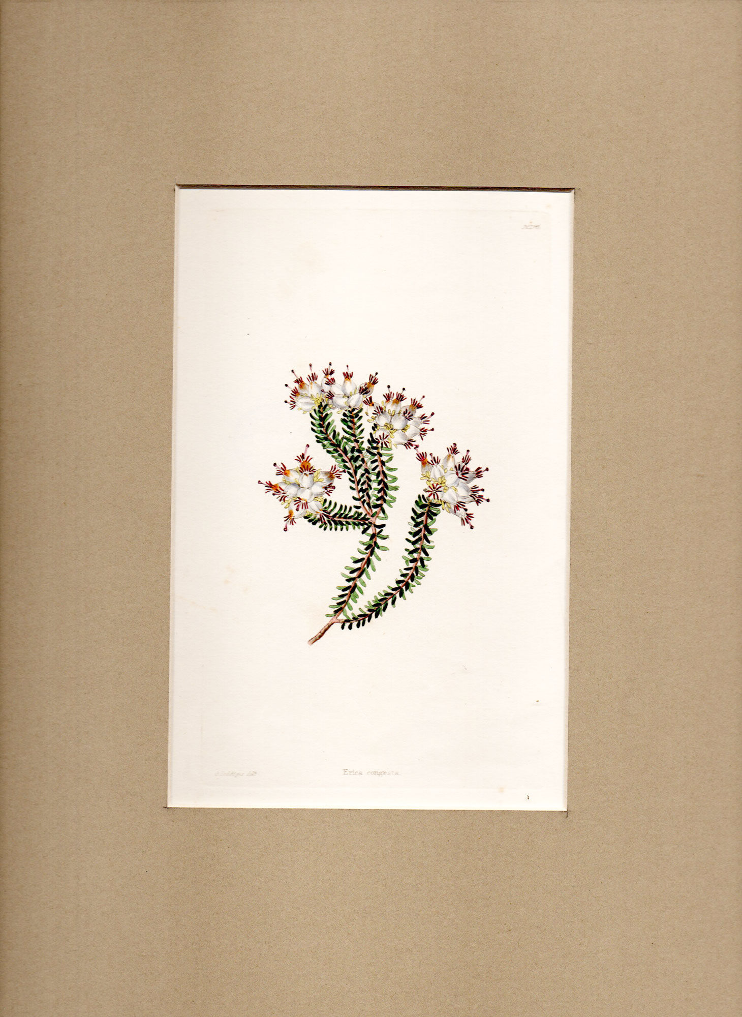 Erica Congesta: Antique hand-coloured engraving