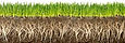 Picture of Grass