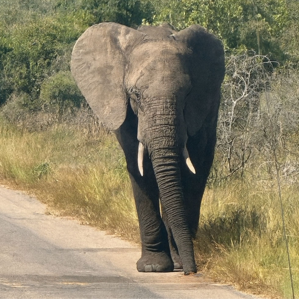 Thumbnail: Elephant Tee