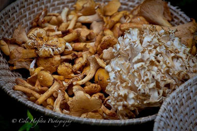 Foraged mushrooms with Lance Staples