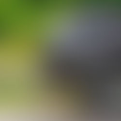 Entenda como funciona os veículos provenientes de leilão.