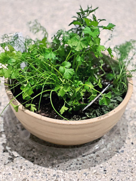 Herb Garden