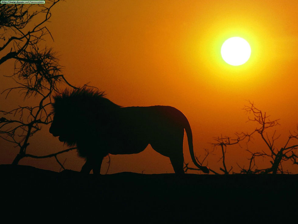 Animals African Safari_Silhouette, African Lion.jpg