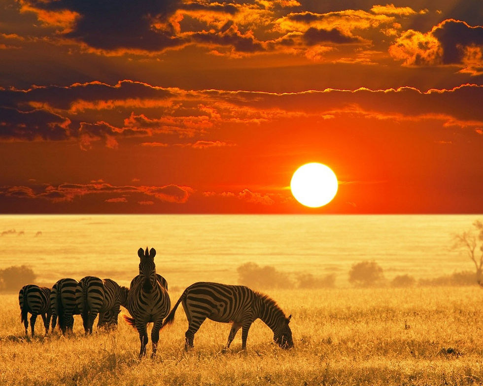232_album_africa_sudafrica_safaris.jpg