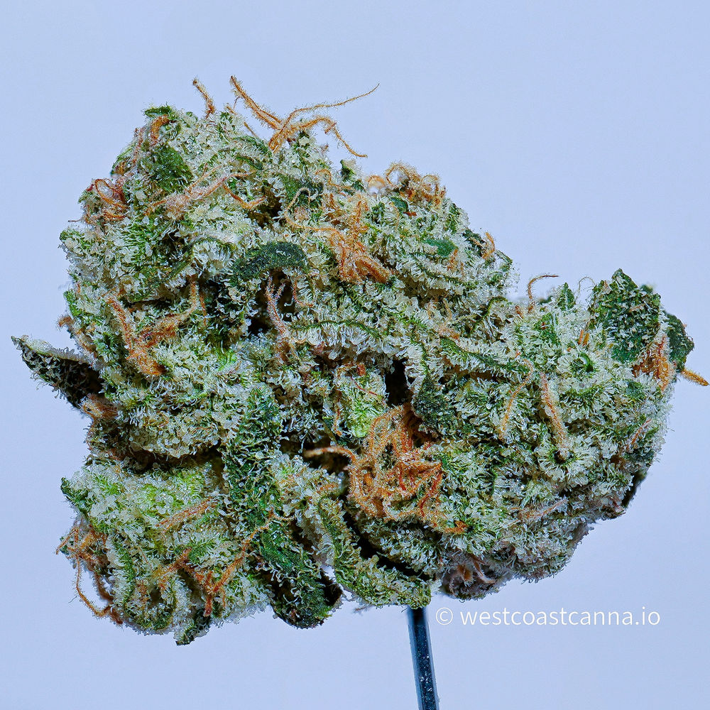 Lucid Blue by Fig Farms Strain Review (3.5g)