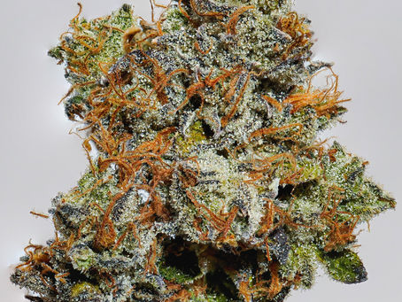 Nova Cane by Team Elite Genetics: Strain Review (3.5g)