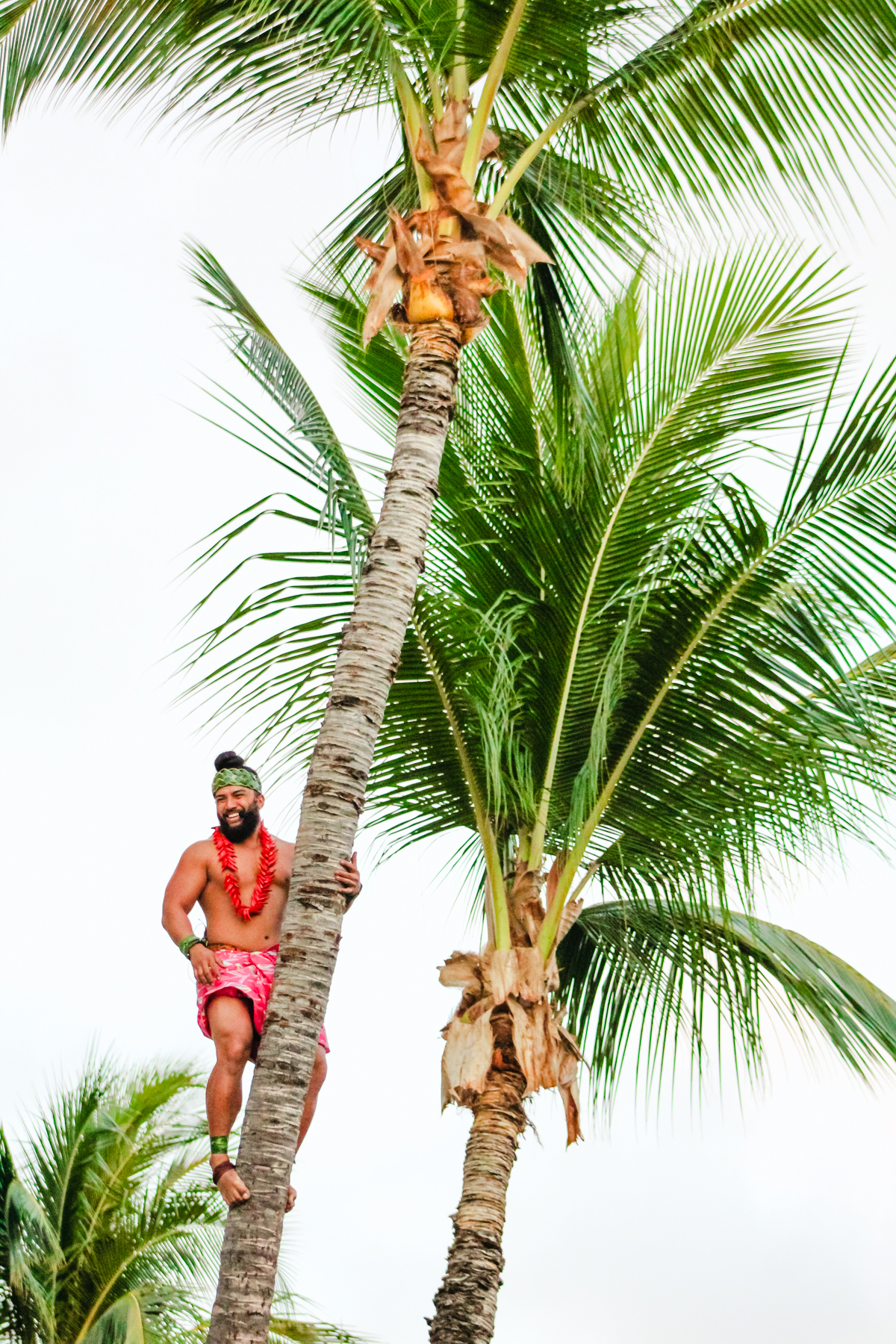 Coconut tree climbing demonstration