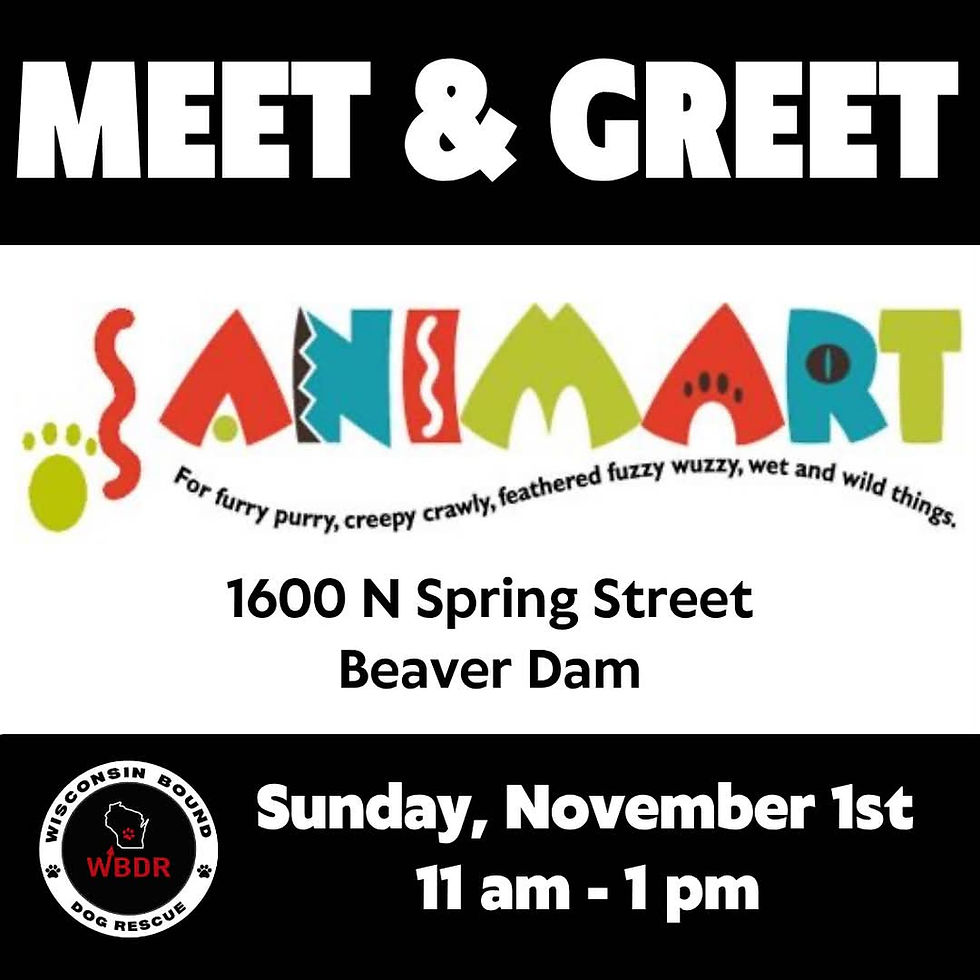 Animart Meet & Greet