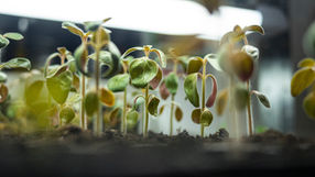 Es ist Jungpflanzen-Zeit! Was du für die Aussaat beachten solltest