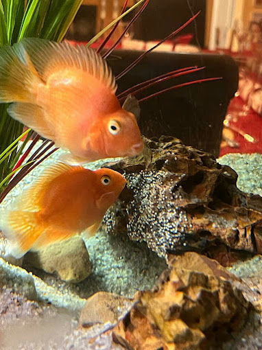 beautiful orange fish