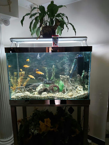 Fish tank with plant on top