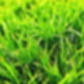 Close-up of vibrant green grass, lush and healthy, in natural sunlight.