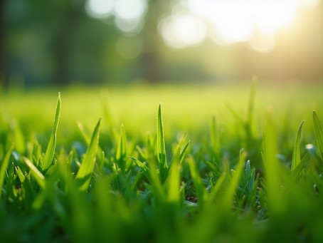 Why Local Lawn Care Services Matter: Personalized Lawn Care Tips for Your Home