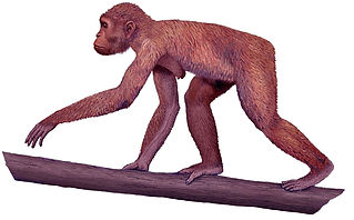 Y - Ardipithecus.jpg