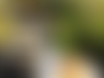 お散歩「おもはらの森」