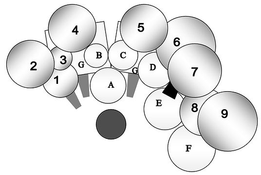 Absolute Hybrid Maples for Website.jpg