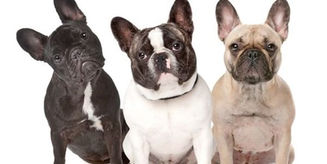 Cuidados necessários com os cães braquicefálicos