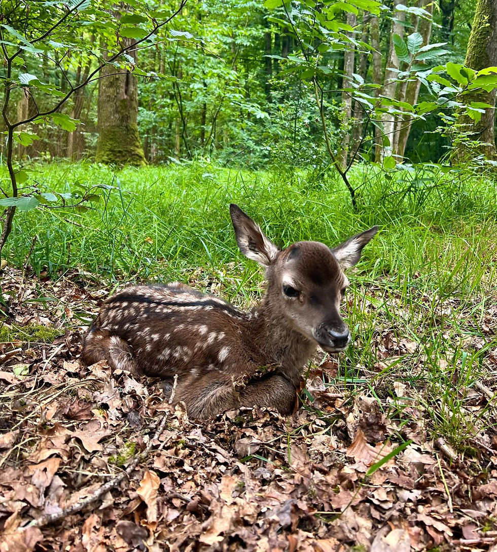 WhatsApp Image 2026-02-06 at 15.43_edited