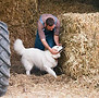 Farm Dog