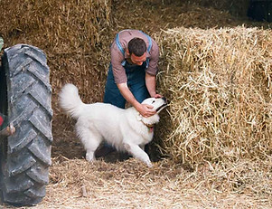 farm dog