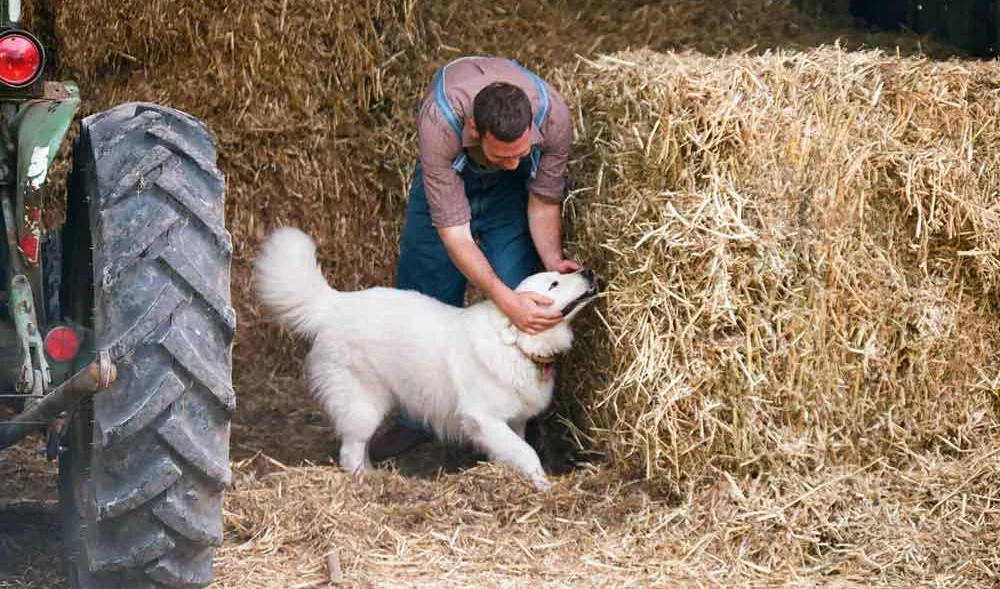 Farm Dog
