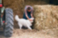 Dog Farm
