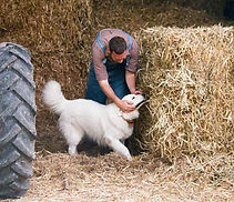 Farm Dog 