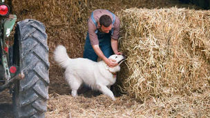 Farm dog