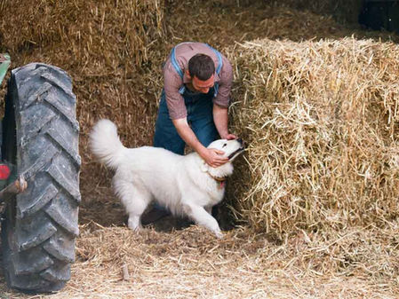 Farm dog